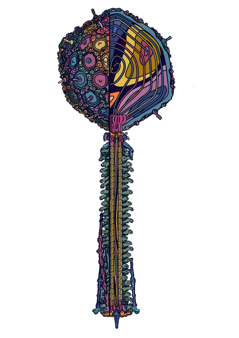 Phage Bas63