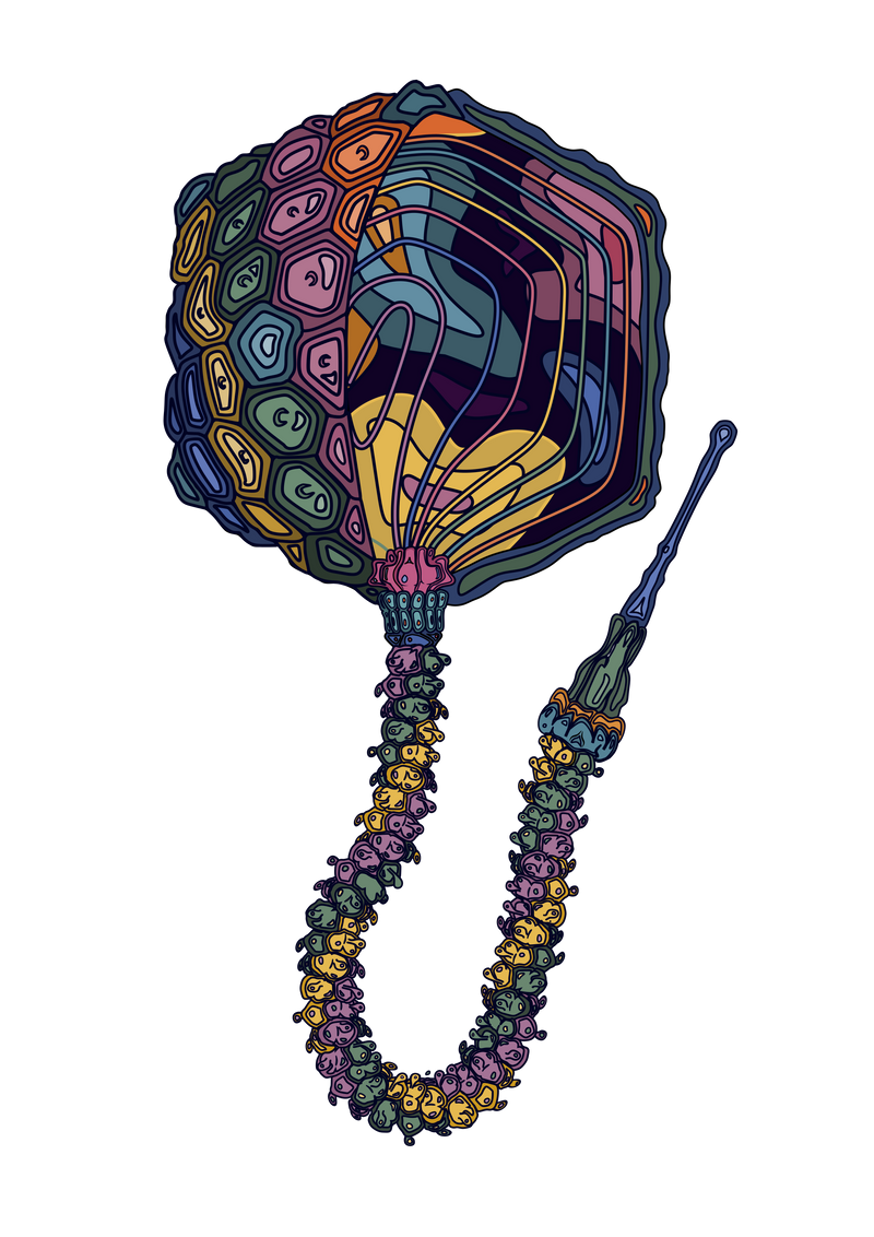 Phage DT57C