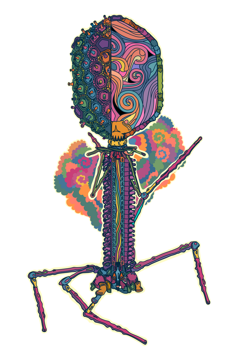 Phage T4