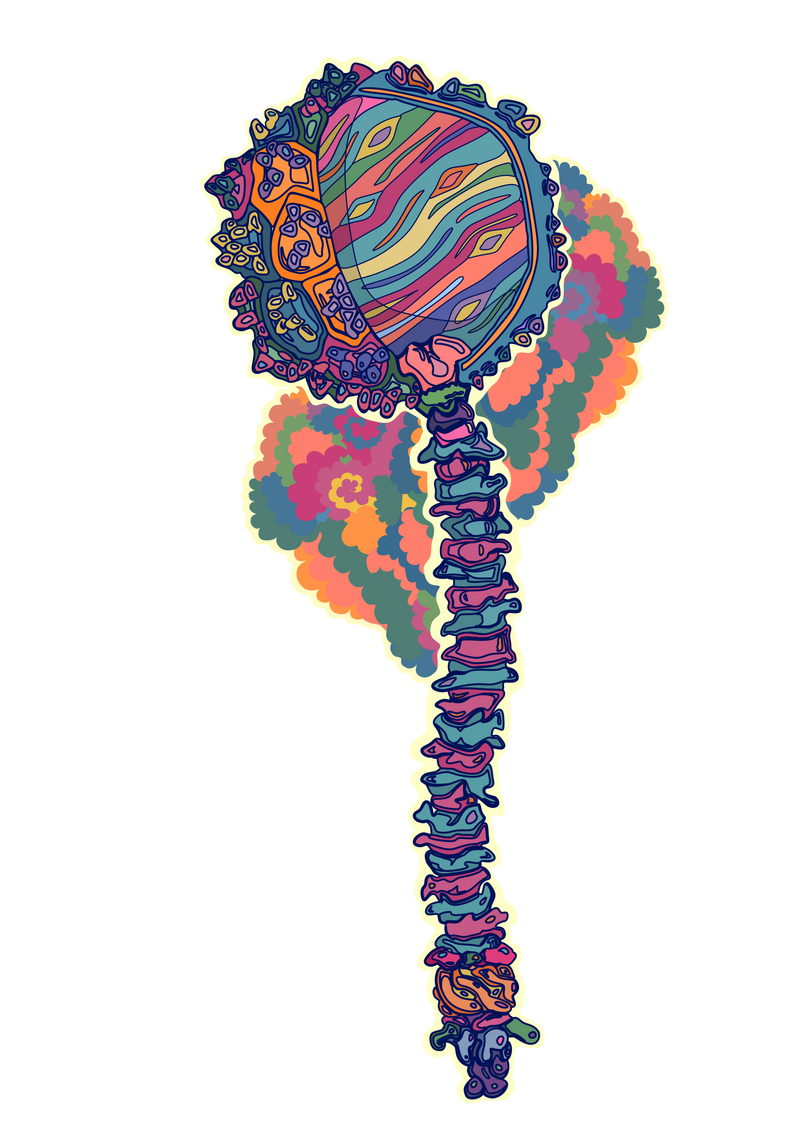 Phage Bxb1
