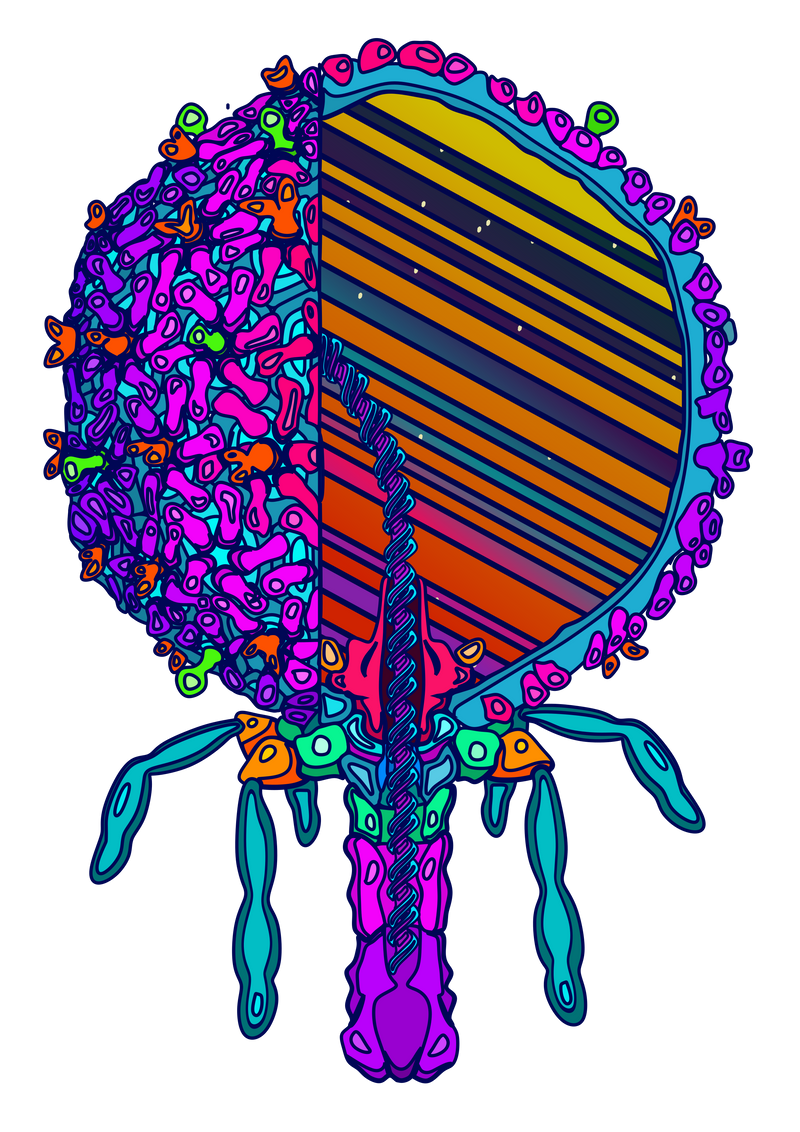 Phage ΦCrass001